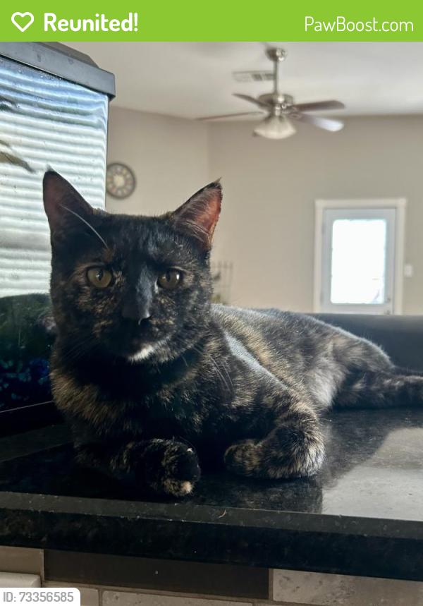 Reunited Female Cat last seen Angel Parkway and Lake Travis Dr, Allen, TX 75002