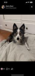 Found/Stray Female Dog last seen Bay and drake st, Bakersfield, CA 93301