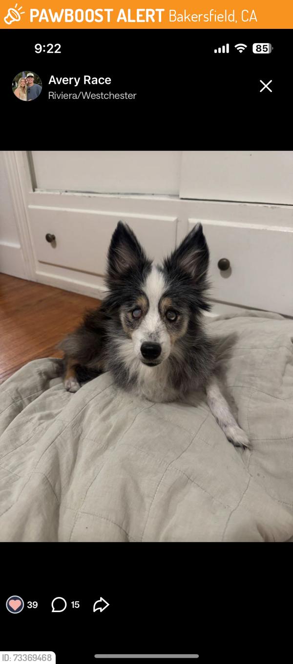 Found/Stray Female Dog last seen Bay and drake st, Bakersfield, CA 93301