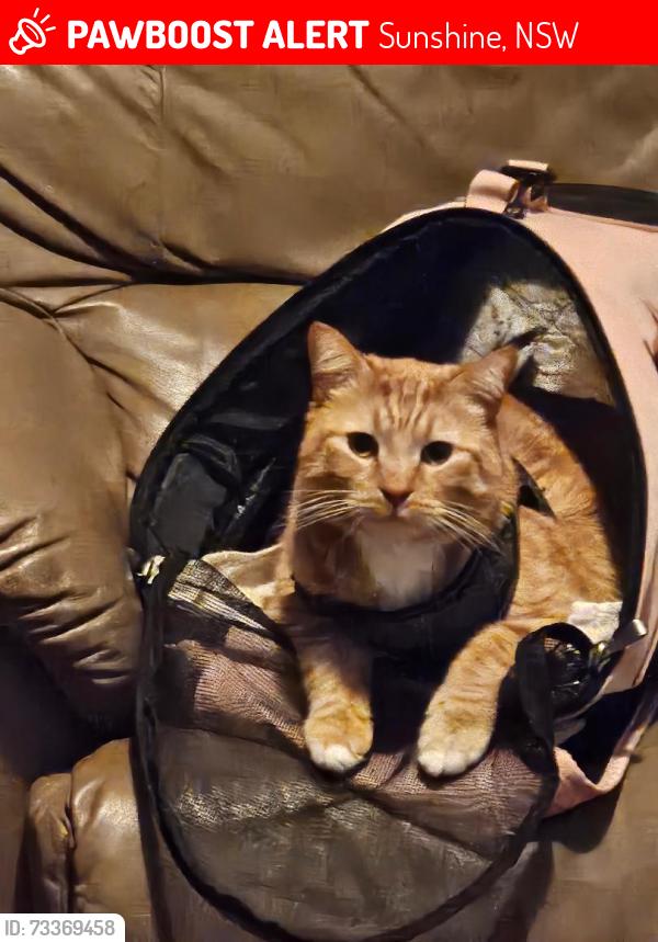 Lost Male Cat last seen 31-33 Silverwater Road, silverwater, Sunshine, NSW 2264