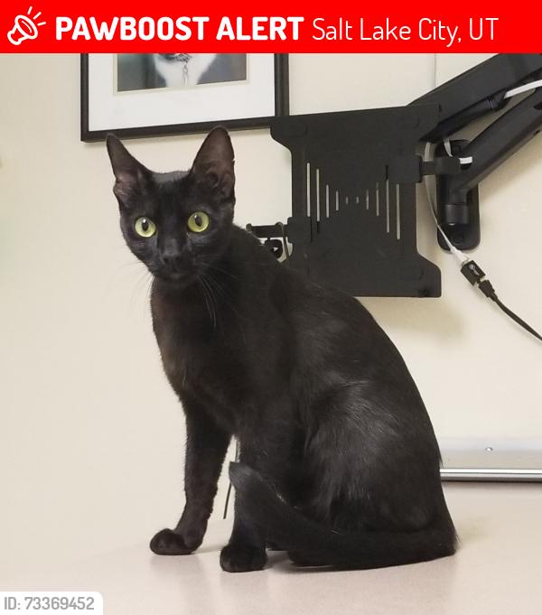 Lost Female Cat last seen 9th Avenue, Salt Lake City, UT 84103