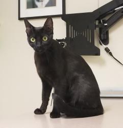 Lost Female Cat last seen 9th Avenue, Salt Lake City, UT 84103