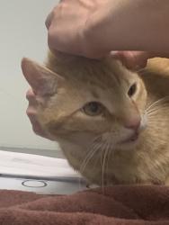 Reunited Male Cat last seen Foxbrier, Pensacola, FL 32507