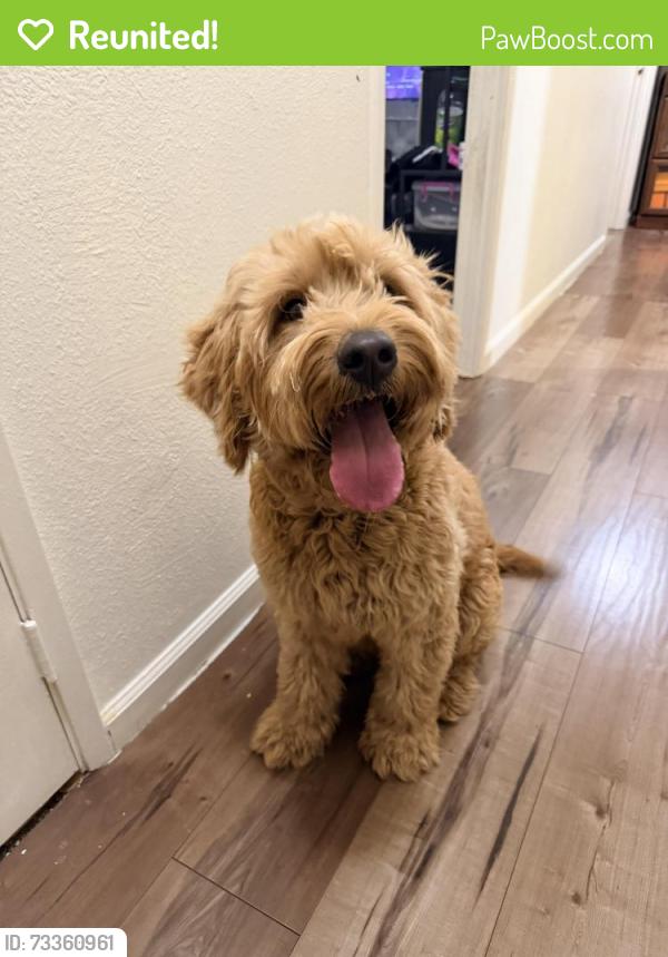 Reunited Female Dog last seen Valley Hi/ Center Parkway, Sacramento, CA 95823