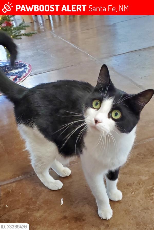Lost Female Cat last seen Sonrisa Trail, Santa Fe NM, Santa Fe, NM 87506