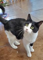 Lost Female Cat last seen Sonrisa Trail, Santa Fe NM, Santa Fe, NM 87506