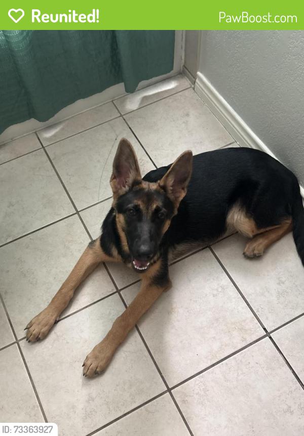 Reunited Female Dog last seen Apollo/ kings bridge rd, Garland, TX 75040