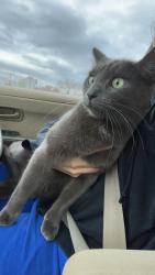 Lost Male Cat last seen Near arrowhead trace oak forest IL, Oak Forest, IL 60452