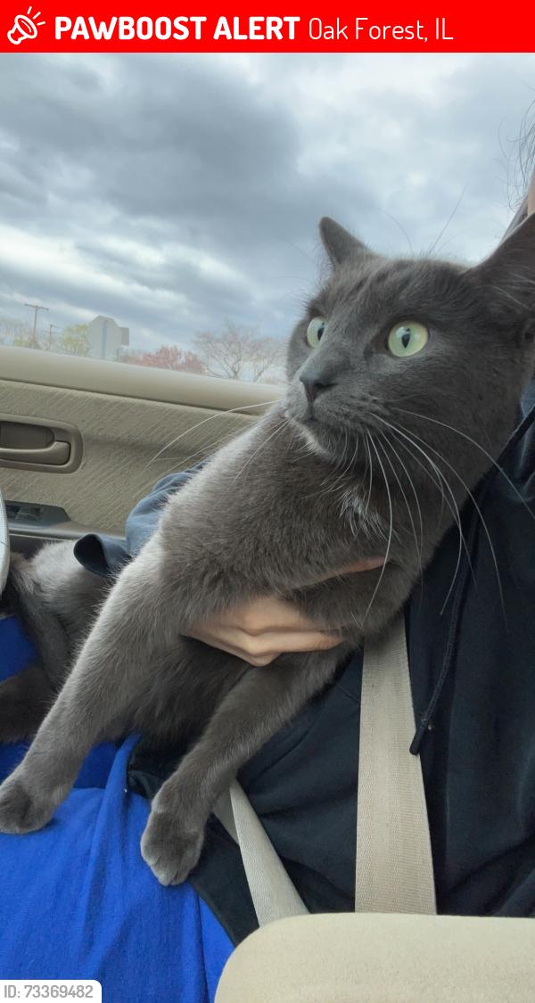 Lost Male Cat last seen Near arrowhead trace oak forest IL, Oak Forest, IL 60452