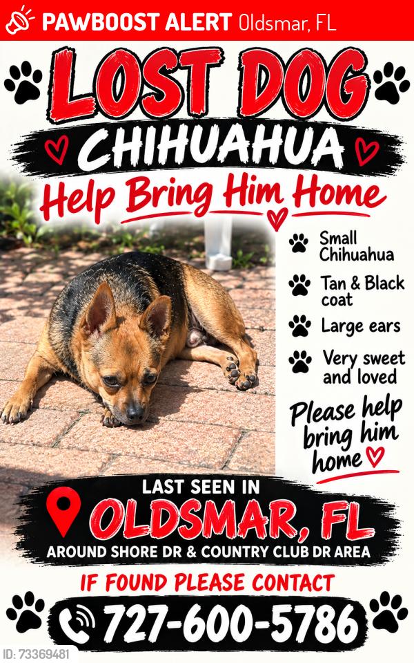 Lost Male Dog last seen Oldsmar Florida, Oldsmar, FL 34677