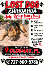 Lost Male Dog last seen Oldsmar Florida, Oldsmar, FL 34677