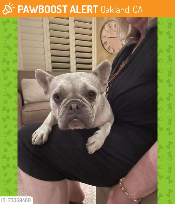Found/Stray Female Dog last seen Anair Way - between Stearns and Burr, Oakland, CA 94605