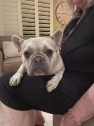 Found/Stray Female Dog last seen Anair Way - between Stearns and Burr, Oakland, CA 94605