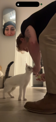 Reunited Male Cat last seen Riverland apmts, Fort Lauderdale, FL 33317