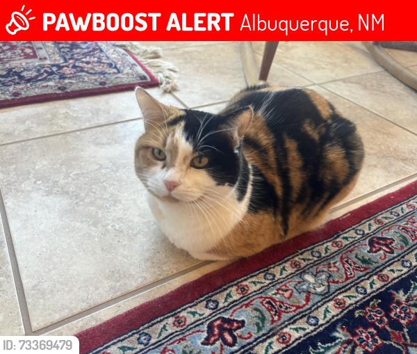 Lost Female Cat last seen Gallant fox, Albuquerque, NM 87123
