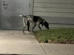 Found/Stray Male Dog last seen Women’s Resource Center parking lot, 3385 Mission Ave, Oceanside 92058, Oceanside, CA 92058