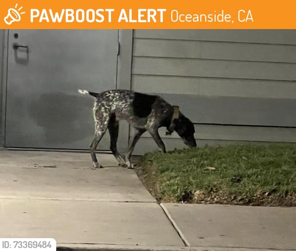 Found/Stray Male Dog last seen Women’s Resource Center parking lot, 3385 Mission Ave, Oceanside 92058, Oceanside, CA 92058