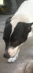 Lost Female Dog last seen Near NE Tenth Ave Miami, FL 33179 Estados Unidos, North Miami Beach, FL 33179