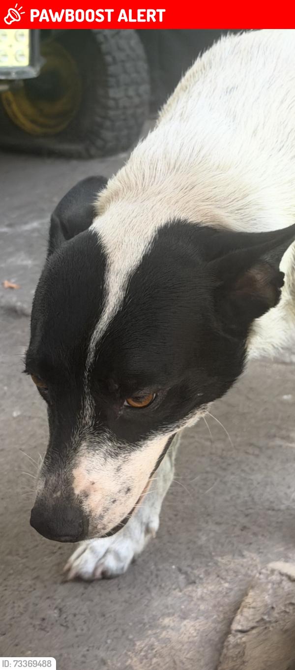 Lost Female Dog last seen Near NE Tenth Ave Miami, FL 33179 Estados Unidos, North Miami Beach, FL 33179