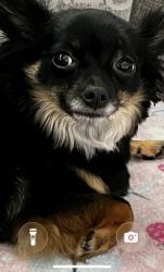 Reunited Female Dog last seen Pine cone, Palm Coast, FL 32164