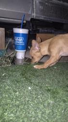 Found/Stray Female Dog last seen 14th and Alturas, Tucson, AZ 85705
