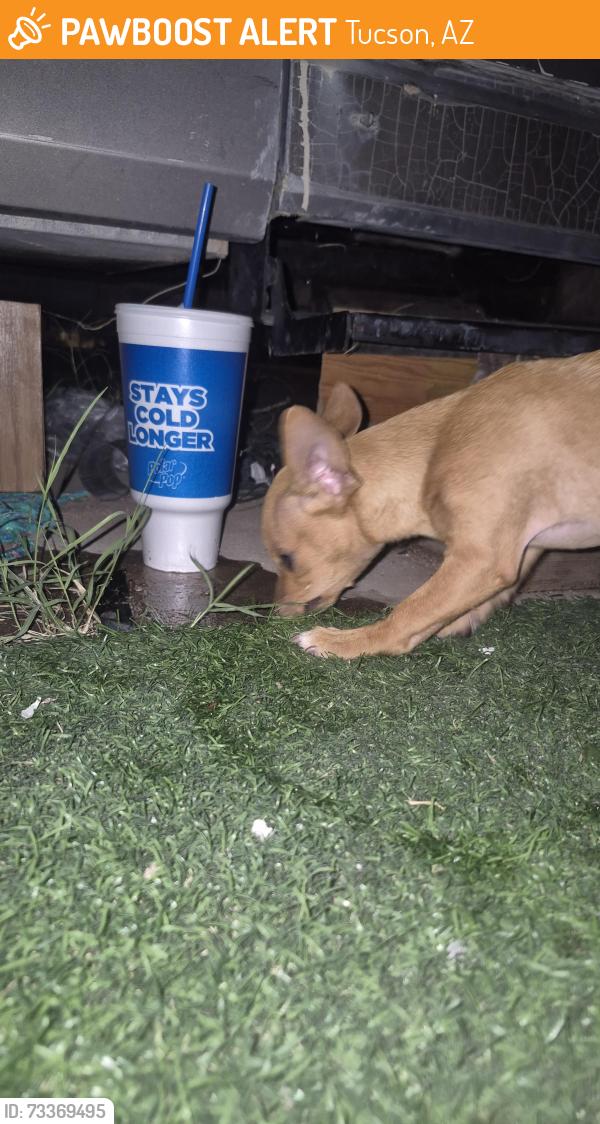 Found/Stray Female Dog last seen 14th and Alturas, Tucson, AZ 85705
