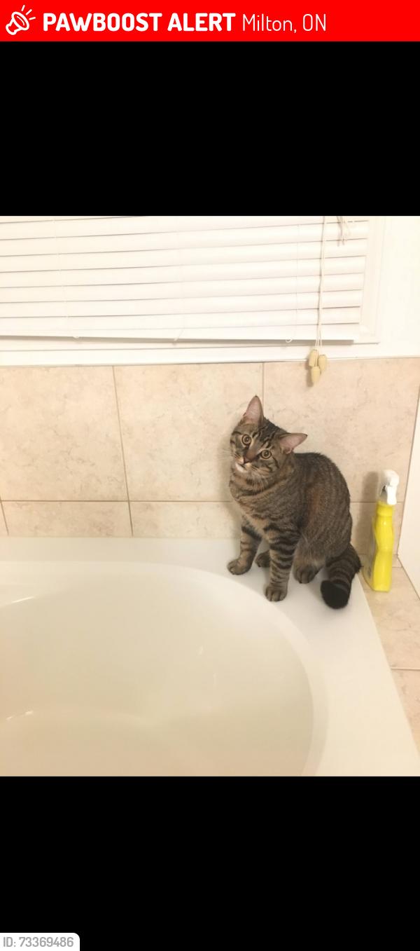 Lost Male Cat last seen Tiger Jeet Singh Public School, Milton, ON 