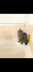 Lost Male Cat last seen Tiger Jeet Singh Public School, Milton, ON 