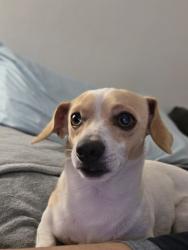 Reunited Male Dog last seen Almeria Ave & Rosewood Way down the street from Almeria Middle School, Fontana, CA 92336