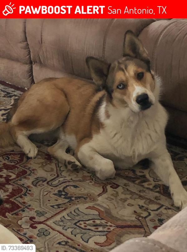 Lost Female Dog last seen near the fire station, San Antonio, TX 78244