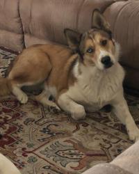 Lost Female Dog last seen near the fire station, San Antonio, TX 78244