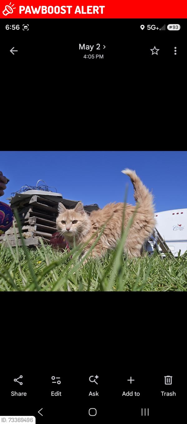 Lost Female Cat last seen Near colors paintball, Greenwood Township, MI 49412