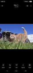 Lost Female Cat last seen Near colors paintball, Greenwood Township, MI 49412