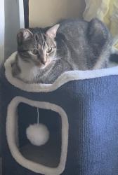 Lost Female Cat last seen Benigo blvd & Saunders Ave Bellmawr,NJ, Bellmawr, NJ 08031