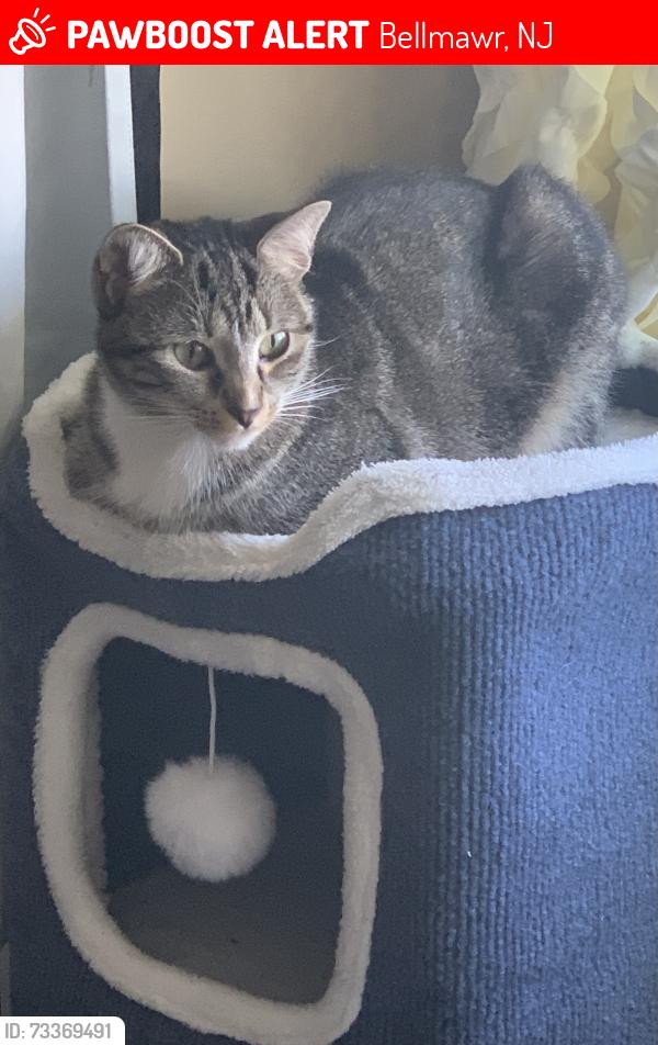 Lost Female Cat last seen Benigo blvd & Saunders Ave Bellmawr,NJ, Bellmawr, NJ 08031