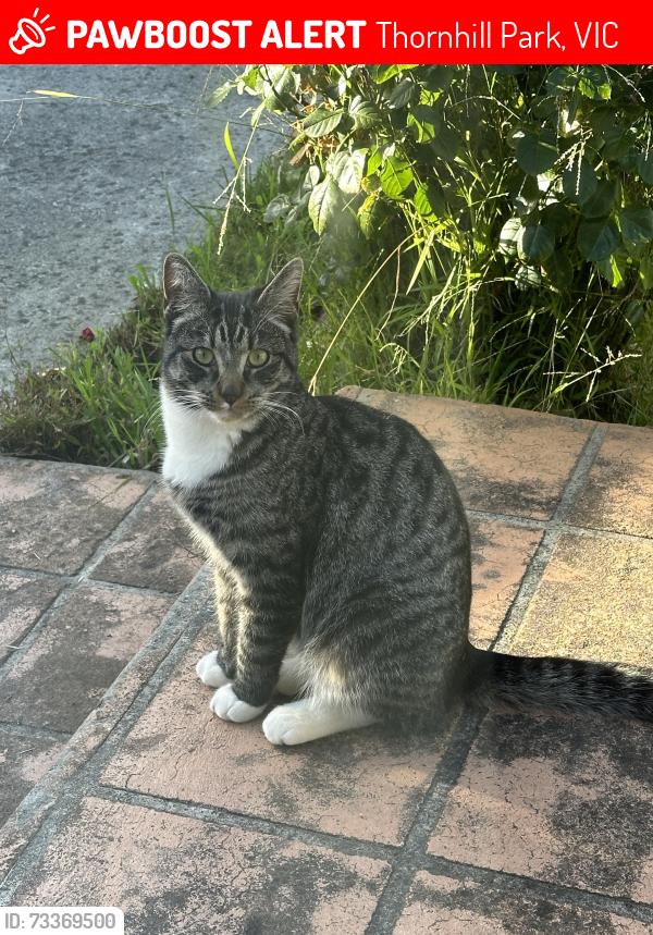 Lost Male Cat last seen Blackscroft Road, Thornhill Park 3335, Thornhill Park, VIC 3335