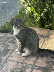 Lost Male Cat last seen Blackscroft Road, Thornhill Park 3335, Thornhill Park, VIC 3335
