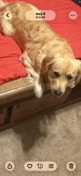 Lost Male Dog last seen Near e summerside place, Bel Aire, KS 67226
