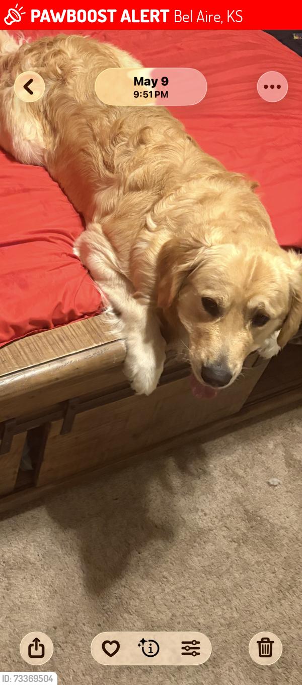 Lost Male Dog last seen Near e summerside place, Bel Aire, KS 67226