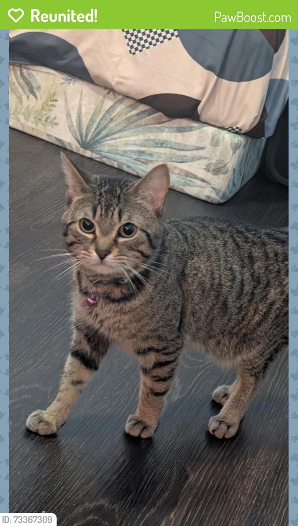 Reunited Male Cat last seen Mavis and Burnhamthorpe, Mississauga, ON L5C 4B3