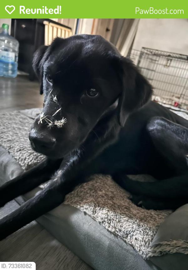 Reunited Female Dog last seen Walgreens, Newberg, OR 97132