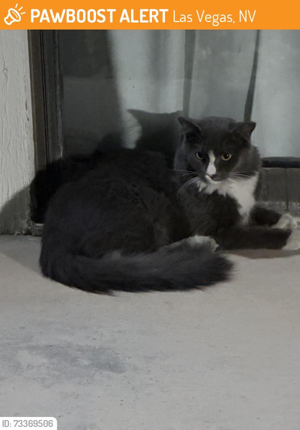 Found/Stray Unknown Cat last seen Paradise and desert inn, Las Vegas, NV 89109