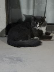 Found/Stray Unknown Cat last seen Paradise and desert inn, Las Vegas, NV 89109
