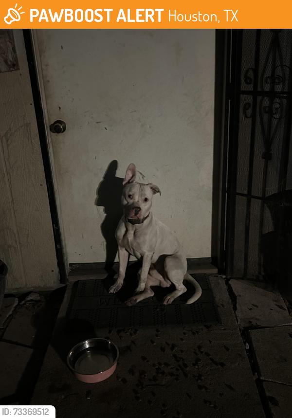 Found/Stray Male Dog last seen Lewis Middle School, Houston, TX 77073