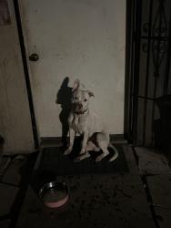 Found/Stray Male Dog last seen Lewis Middle School, Houston, TX 77073