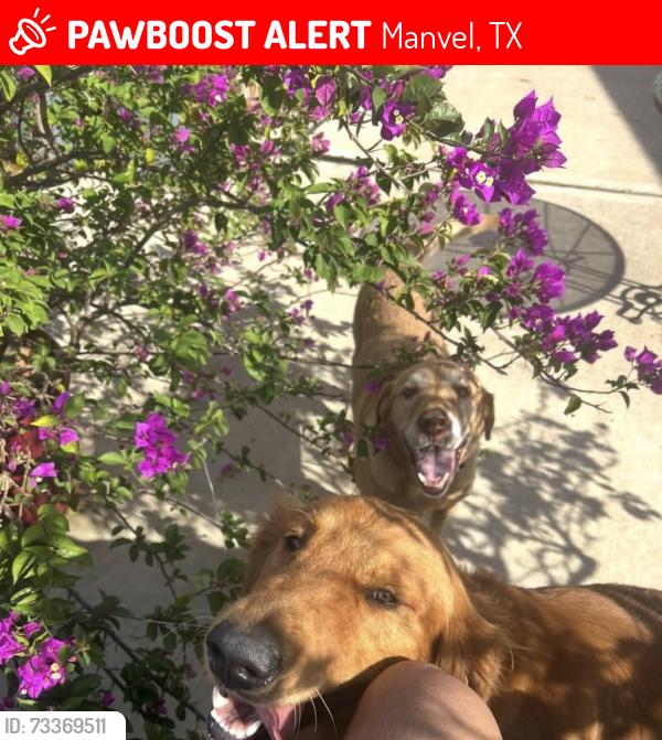 Lost Male Dog last seen Rodeo palms, Manvel, TX 77578