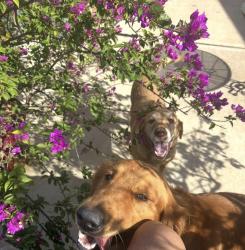 Lost Male Dog last seen Rodeo palms, Manvel, TX 77578
