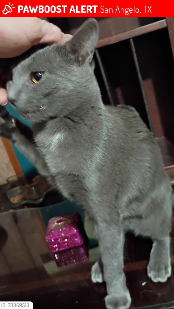 Lost Female Cat last seen Greenville st by coliseum, San Angelo, TX 76903