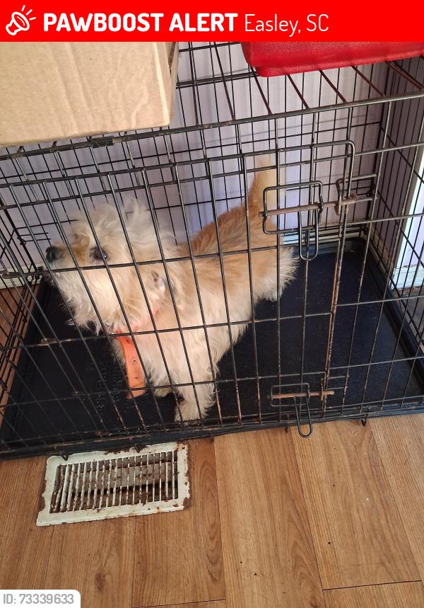 Lost Male Dog last seen 3&20 rd, Easley, SC 29642