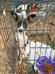 Found/Stray Male Dog last seen Tamarind, Fontana, CA 92335